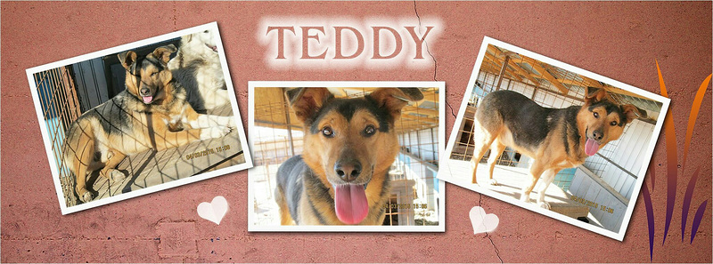 Teddy ... mein neuer Patenhund in Rumänien ♡