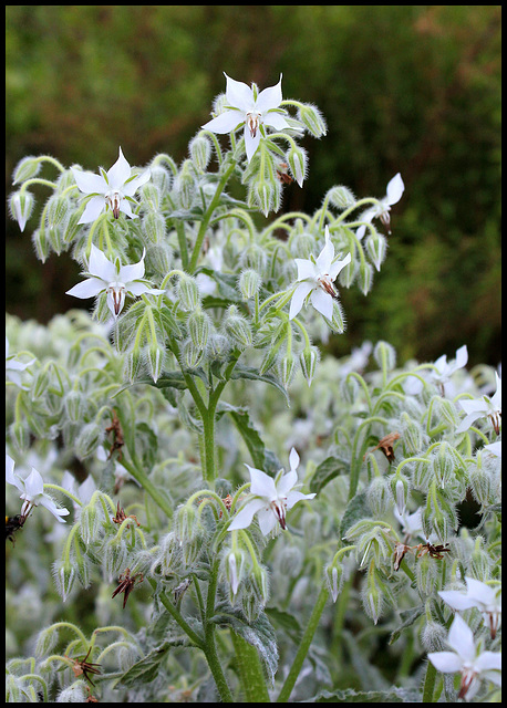 Bourrache blanche (1)