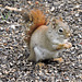 Red Squirrel