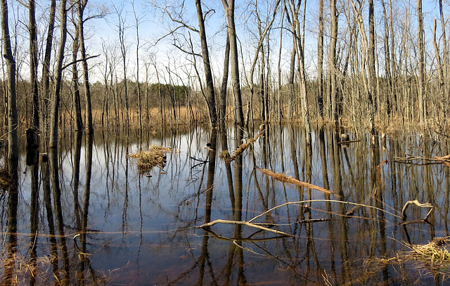 The swamp water is as high as the road.