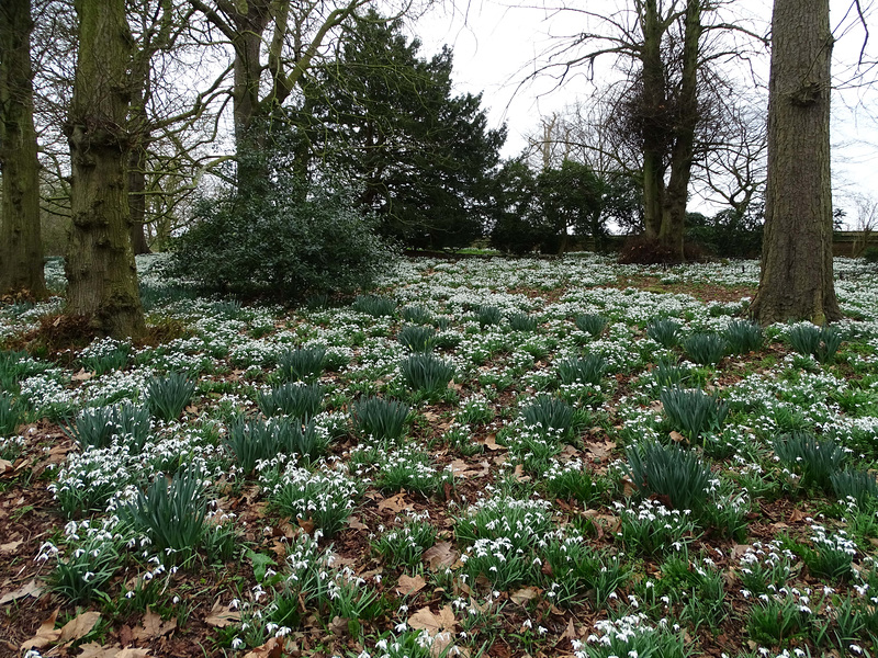 Oxburgh Hall snowdrops