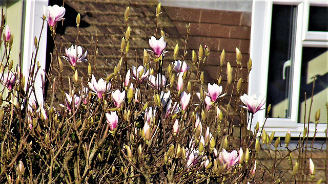 One of my favourite flowers - magnolia