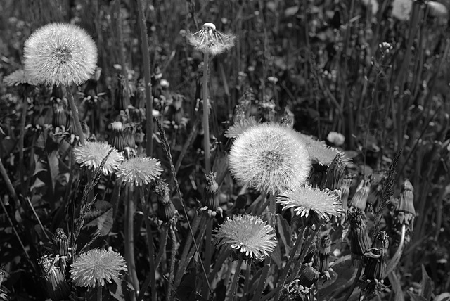 Taraxacum officinale, Asteraceae, Alpes FR