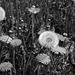 Taraxacum officinale, Asteraceae, Alpes FR