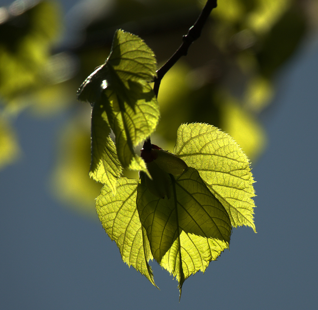 New Life. New Light
