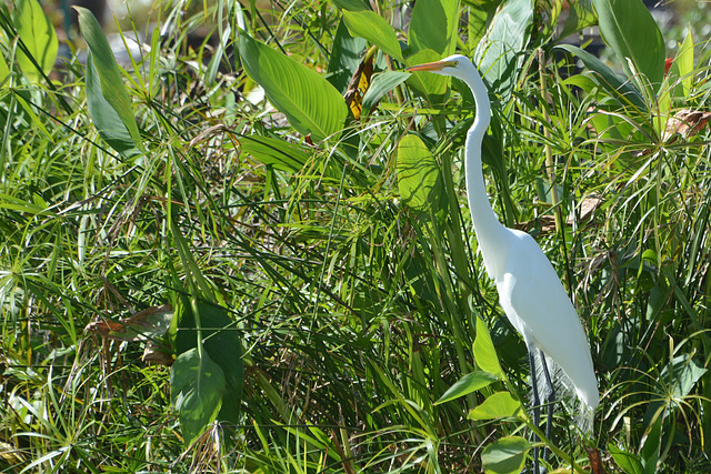 Dominican Republic, The Great White Heron
