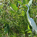 Dominican Republic, The Great White Heron