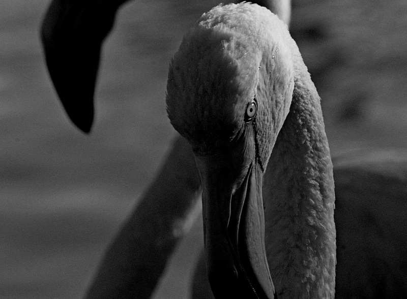 Dans l'oeil de l'oiseau migrateur....