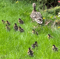 Mrs Mallard brought her 12 duckling up to the house from the pond this afternoon!