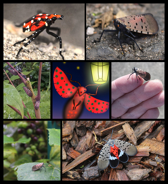 Spotted Lanternfly  斑点灯笼蝇