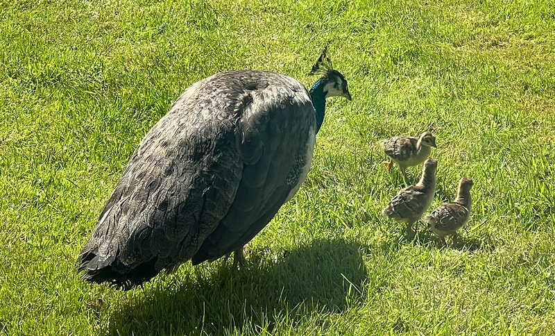 Where's the fourth chick?