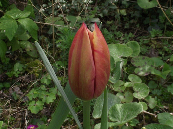 A lovely rust coloured tulip on its way