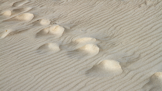 On a marché sur la dune !