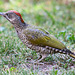 Picus viridis