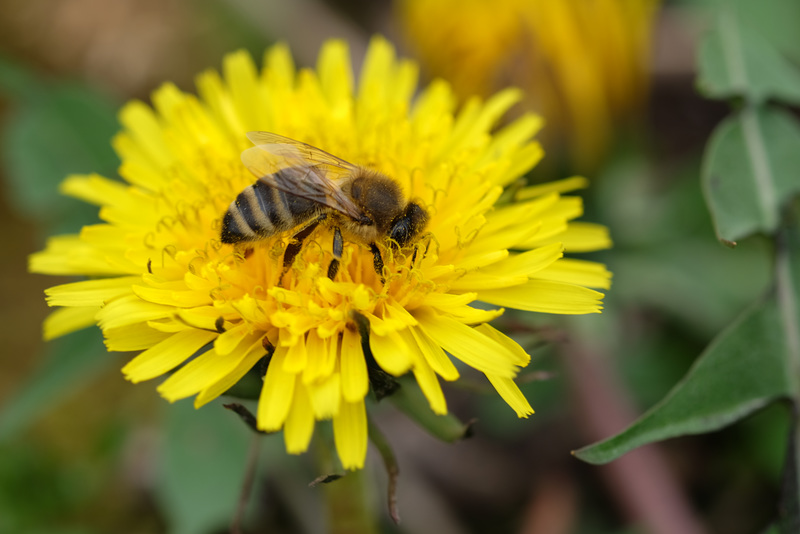 WESTHALTEN: Une fleur de Pissenlit (ou Dent-de-lion) ( Taraxacum ).