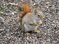 Red Squirrel