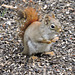 Red Squirrel