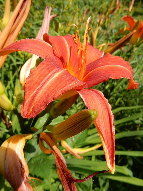 32 Zeit der Taglilien Hemerocallis