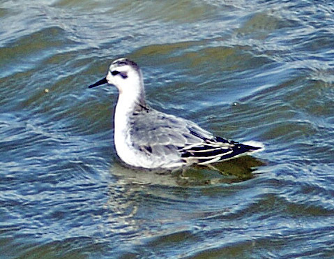 Grey Phalarope New Brighton (2) Sept 2017