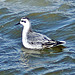 Grey Phalarope New Brighton (2) Sept 2017