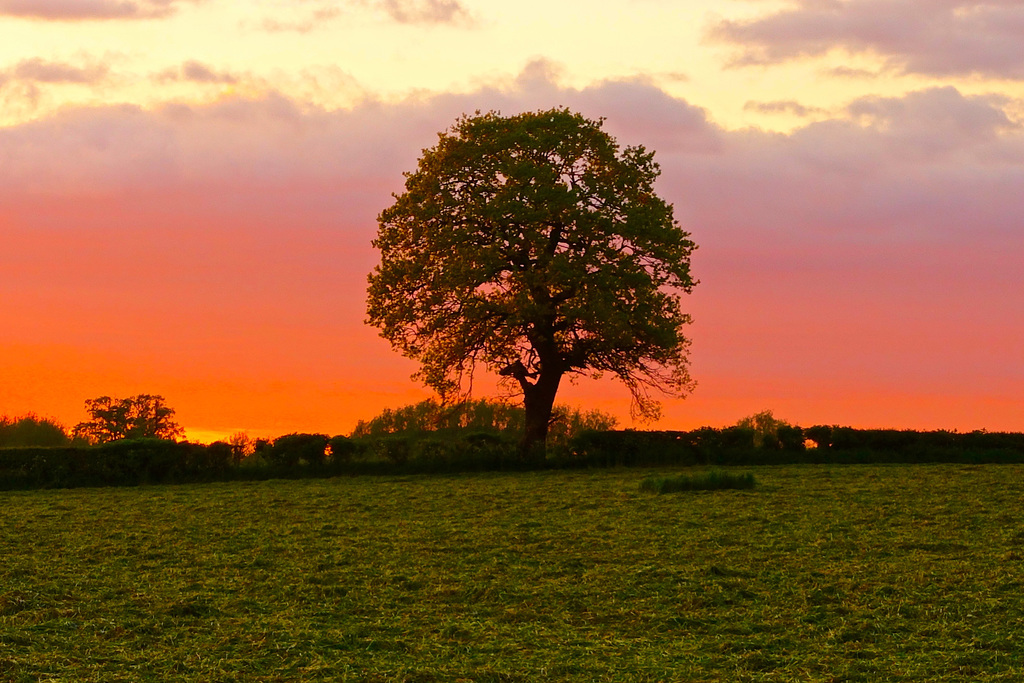 Lone tree at sunset