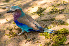 Lilac chested roller bird