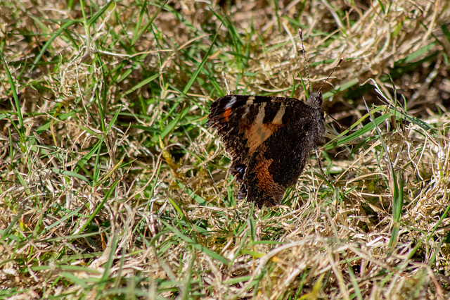 Small Tortoiseshell Butterfly