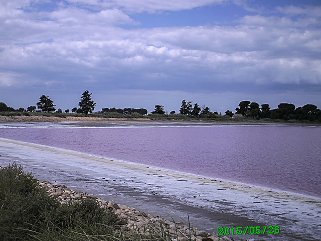 20150526 0138PSw [F] Saline, Aigues Mortes, Camargue