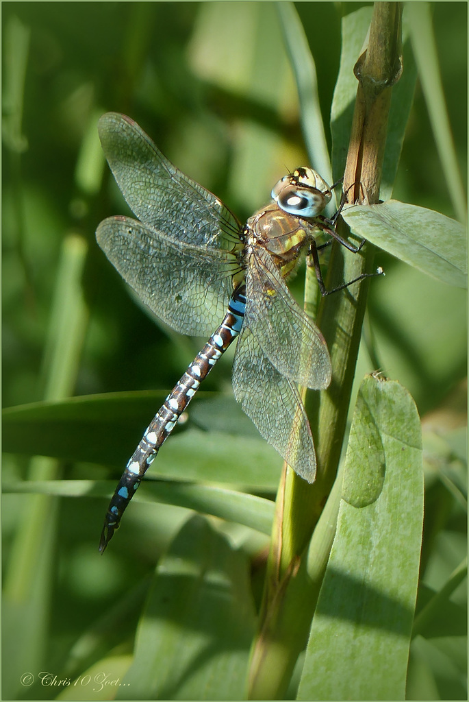 Migrant hawker ~ Paardenbijter (Aeshna mixta), male ♂