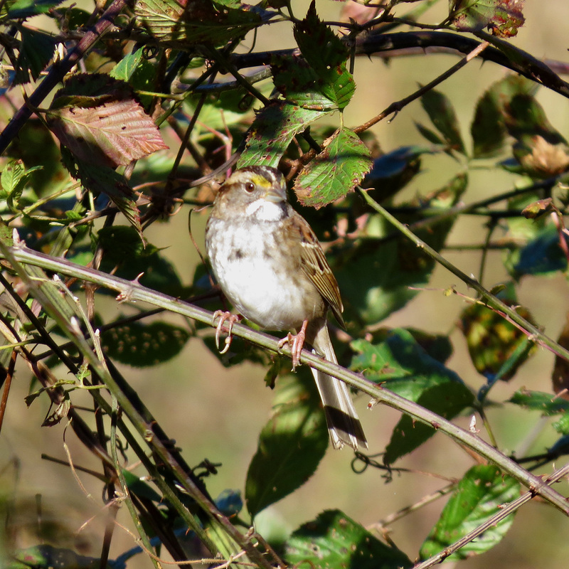 White-throated sparrow