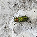 20200609 8268CPw [D~LIP] Glänzender Eckschildprachtkäfer (Anthaxia nitidukda) [m], Bad Salzufle