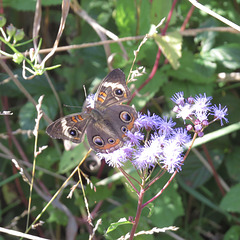 Common buckeye - Junonia coenia