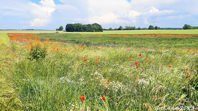 Traumhafter Blick im Frühsommer