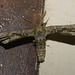 IMG 2697 Moth
