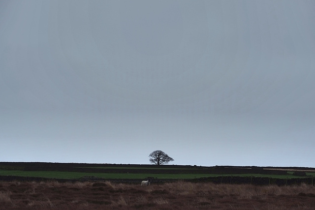 Tree on Middle Moor