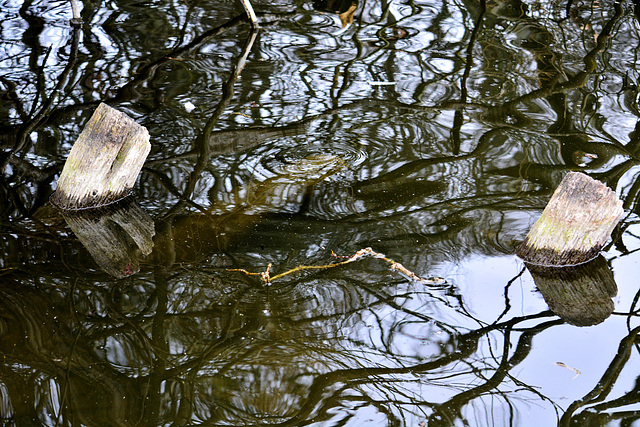 Reflected Stumps