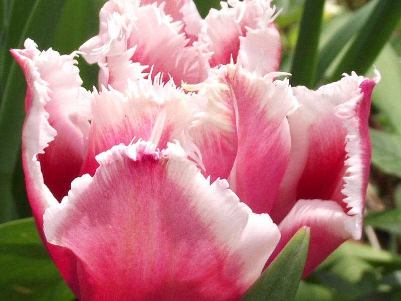 A very delicately fringed flower