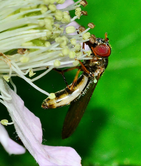 Hoverfly