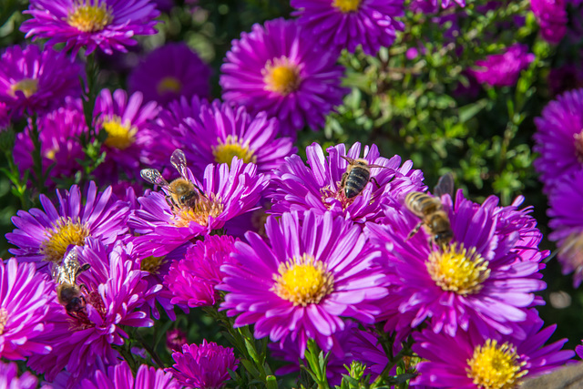 (276/365) honeybees and flowers