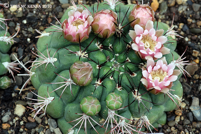 Cacti Flowers (Gymnocalycium) 172