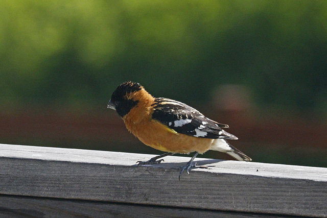 Black-headed Grosbeak