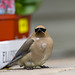 Fledgling Cedar Waxwing 3