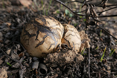 Melanogaster variegatus L1000196