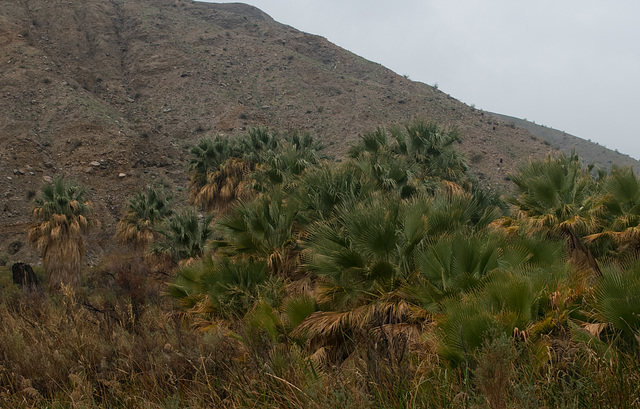 Coachella Valley Preserve (#0961)