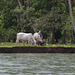 Cattle and their egrets