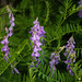 Vicia cracca, Fabaceae, Alpes FR