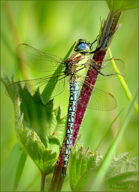 Hairy hawker, Hairy dragonfly ~ Glassnijder (Brachytron pratense), male ♂