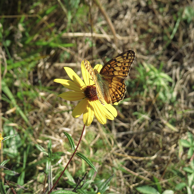 Variegated fritillary - Euptoieta claudia