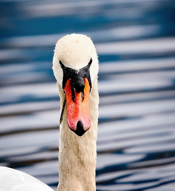 Auch der schöne Schwan genießt jetzt seine Ruhe am See :))  The beautiful swan is also enjoying its rest by the lake now :))   Le beau cygne profite aussi de son repos au bord du lac maintenant :))