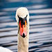 Auch der schöne Schwan genießt jetzt seine Ruhe am See :))  The beautiful swan is also enjoying its rest by the lake now :))   Le beau cygne profite aussi de son repos au bord du lac maintenant :))